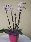 Phaelanopsis Orchid
